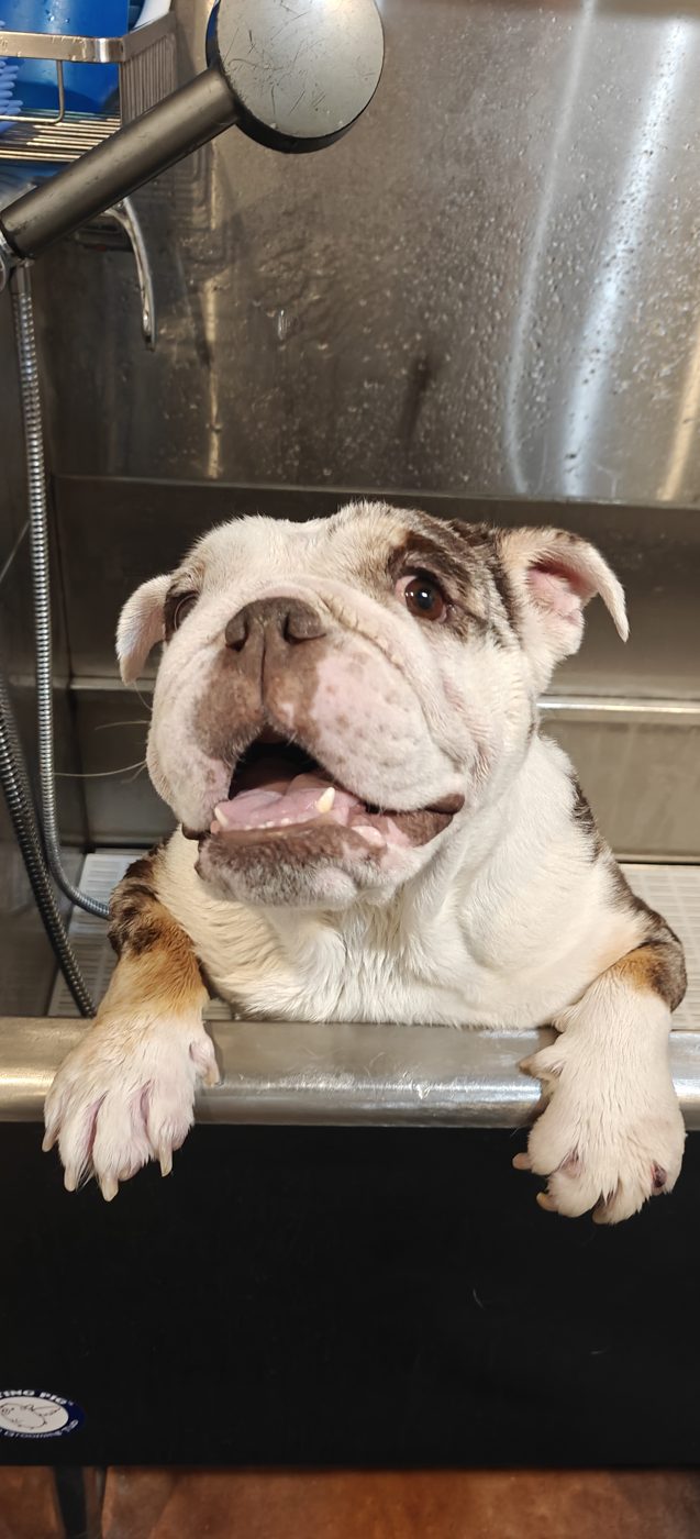 Happy bulldog puppy with paws over the edge of a bath tub