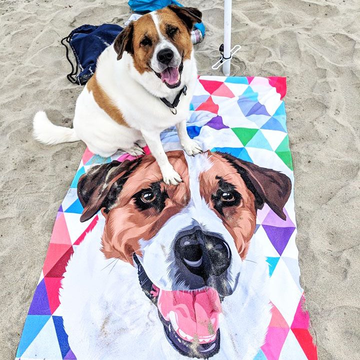 Dog enjoying the beach